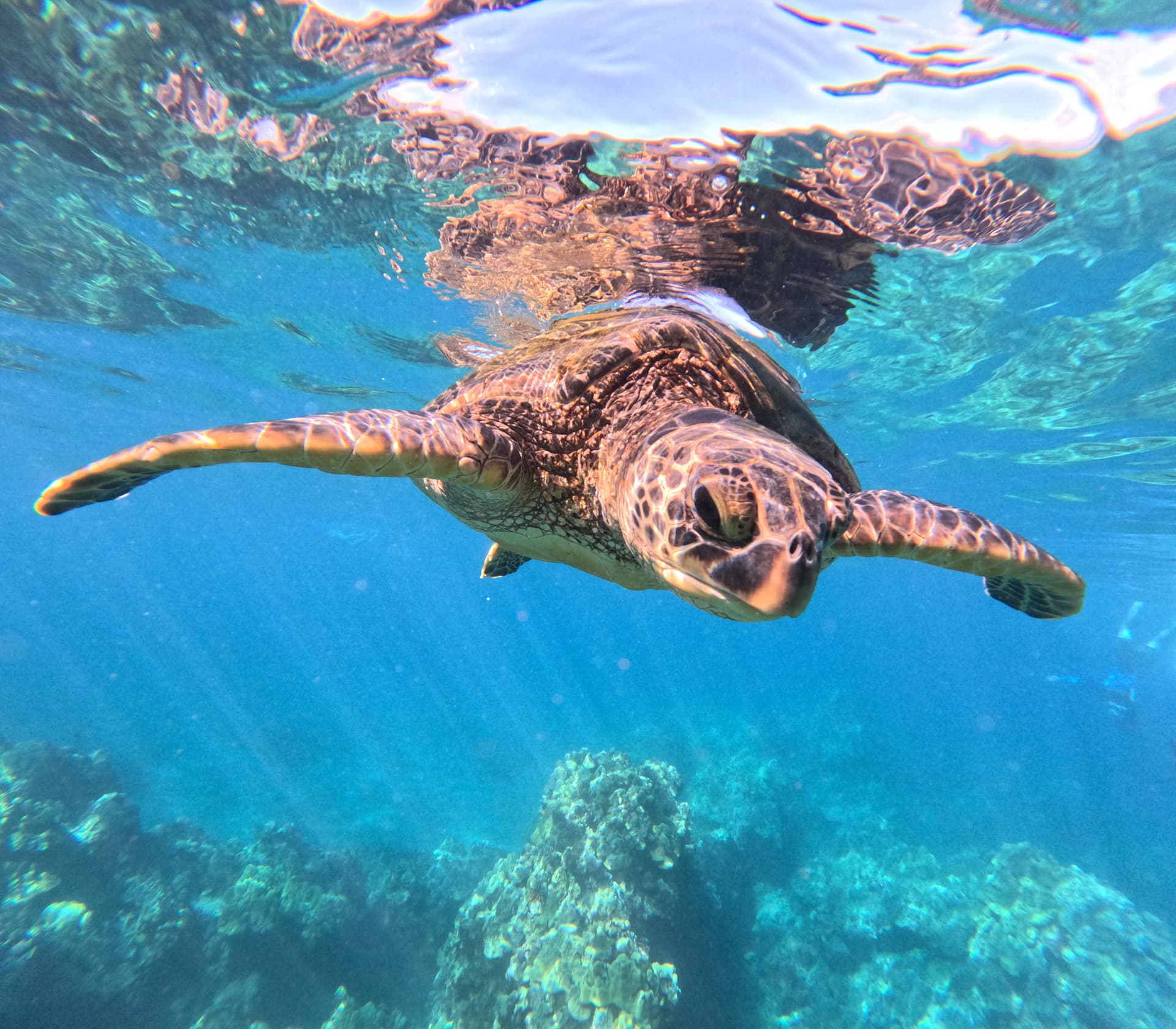 A green sea turtle swimming in clear turquoise water near Keawakapu Beach